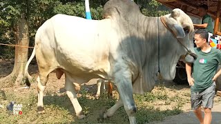 Download Lagu KUSUMO Sapi Po Monster Tersembunyi Sapi Baru Mas Hermawan Setia Farm !! MP3 Download Lagu KUSUMO Sapi Po Monster Tersembunyi Sapi Baru Mas Hermawan Setia Farm !! MP3
