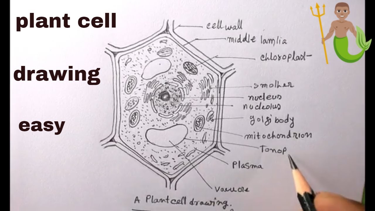 How TO Draw Draw A Plant Cell/Diagram of Plant Cell/Plant cell Drawing -  YouTube