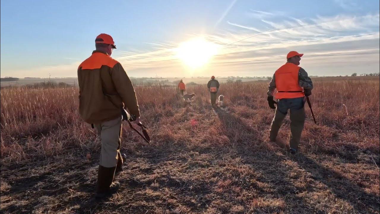 Guided Pheasant Hunting in Kansas Scattered Acres Outfitting YouTube