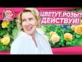 ЦВЕТЕНИЕ РОЗ В САДУ | УХОД ЗА РОЗАМИ ВО ВРЕМЯ ЦВЕТЕНИЯ | РОЗЫ ВМЕСТЕ №4 | ПЛЮС РОЗЫ ПОДПИСЧИКОВ