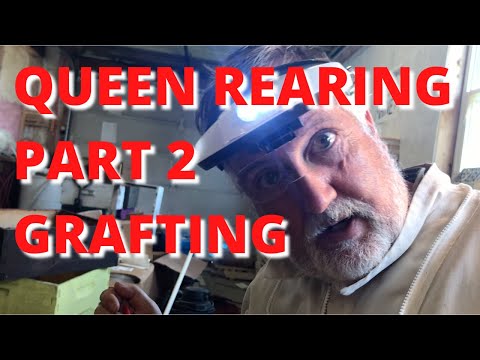 Queen rearing Part 2, Grafting