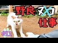 【廃墟の隣に棲む女】 ～畝立て～種まき！あの野良猫さんは今… 秋の味覚🌰～ #11