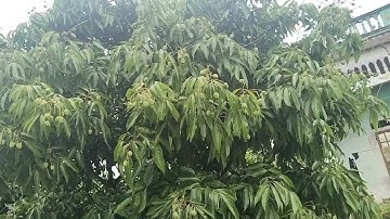 Vải Thiều Lục Ngạn Tỉnh Bắc Blinh