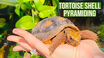 Tortoise Shell Pyramiding!