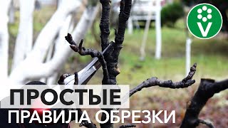 видео: ОБРЕЗКА КАРЛИКОВЫХ (КОЛОНОВИДНЫХ) ГРУШ. Простые правила обрезки для богатого урожая картинка: ОБРЕЗКА КАРЛИКОВЫХ (КОЛОНОВИДНЫХ) ГРУШ. Простые правила обрезки для богатого урожая