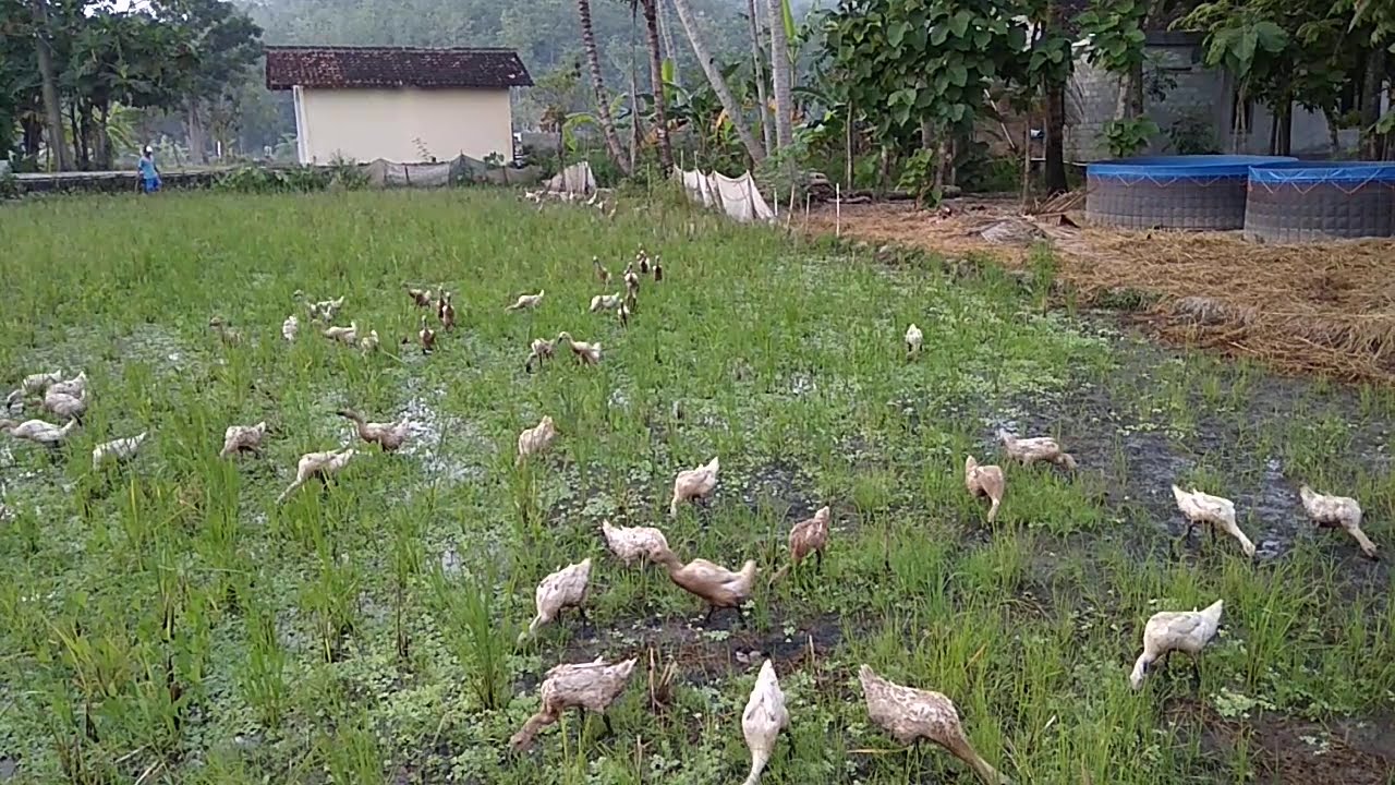 Menggbalakan bebek di sawah 