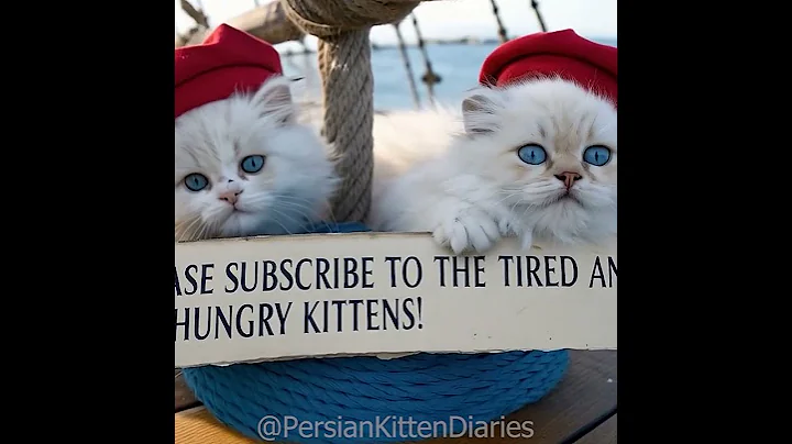 Video 8279551: persian kitten blue eyes, white fluffy persian kitten, fish persian, kitten japanese