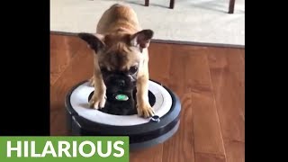 French Bulldog puppy's thrilling ride on robot vacuum