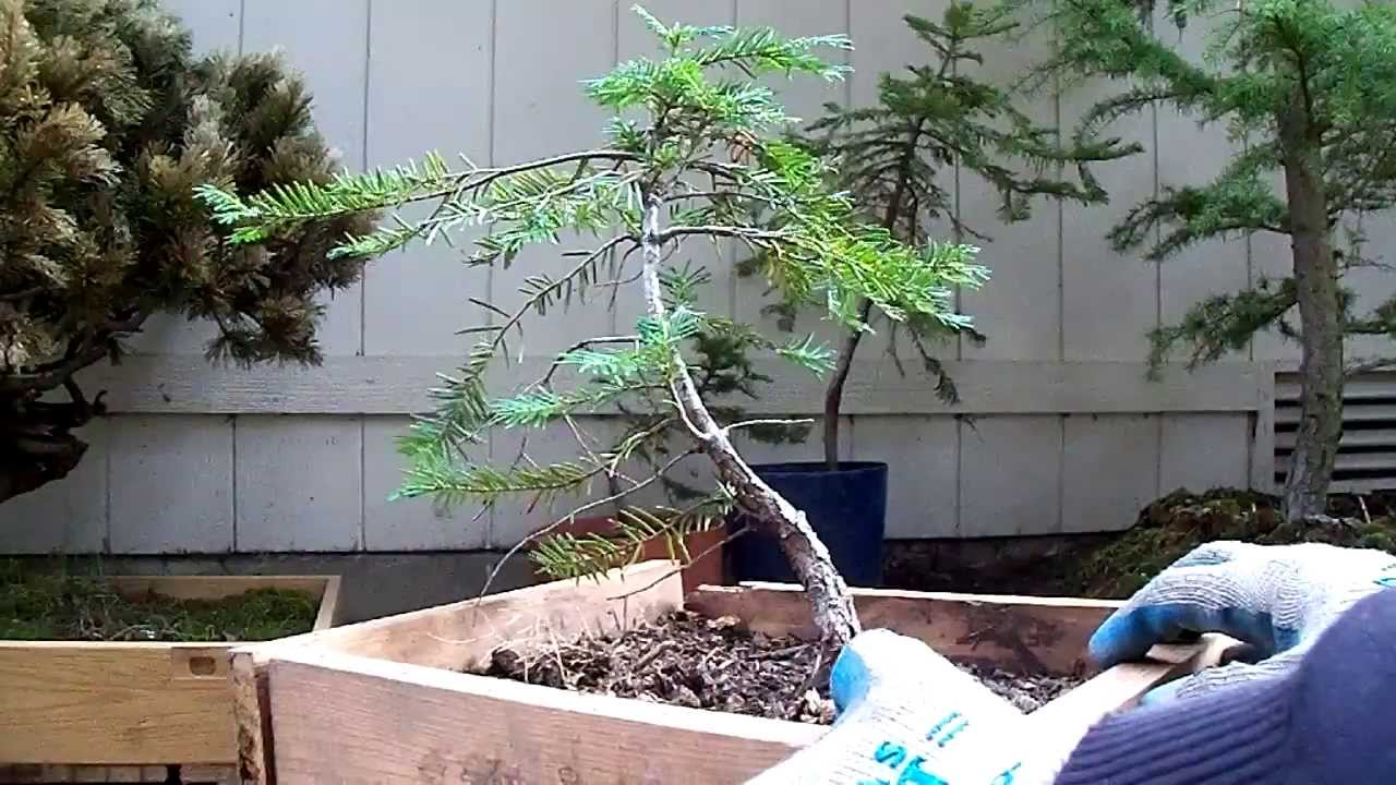 Pre-Bonsai Eastern hemlock #1 yamadori (Tsuga Candensis)