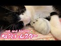 ねこの毛に埋まって🐾うたた寝するハムスター【66】🐭💤✨ A hamster sleeping on the fur of a cat.🐾
