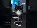 Un adolescent interpellé après la diffusion de vidéos de torture sur un chaton