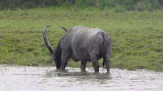 Asiatic Wild Water Buffalo#Kaziranga National Park#Tokib Ali#9854900548