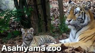 Animals at Asahiyama zoo 赤ちゃんトラも公開　旭山動物園