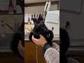 ついに両手に収まらなくなりました #はち猫 #おすすめ #保護猫 #子ネコ #黒猫
