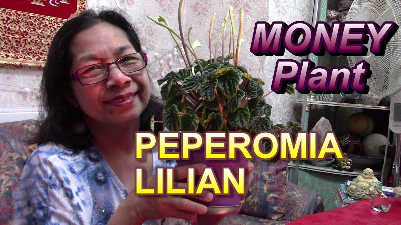 Peperomia Lilian Plant Best Lucky Plants for Home (2022) YouTube