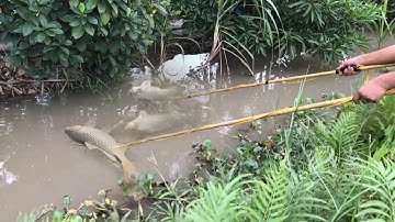 Kích Cá Chép Cá Lóc Rô Phi Cụ Khi Nước Lên / Thú Vui 3 Miền