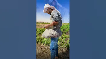 عشمان في مين ياحزين المنشد احمد حسن الاقصري 