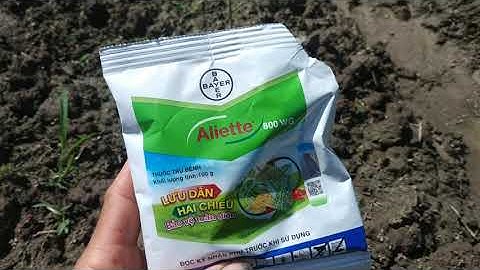 kĩ thuật trồng cà chua, trị bệnh thôi gốc cà chua 5-6ngay tuổi