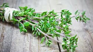 How To Grow Thyme on Your Balcony or Garden | 5 Essential Tips for Wild Thyme Success