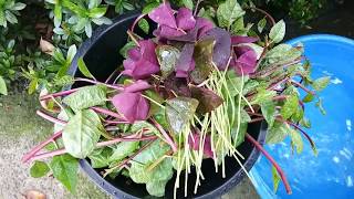 ハナカタバミ とは 気になる花の特徴や育て方 花言葉までご紹介 暮らし の