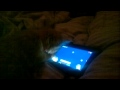 cat game for android kindle etc fluffs playing