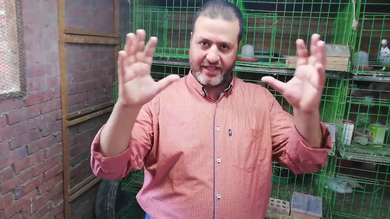 الحمام الرومى والبلدى ومواصفاته وأسعاره