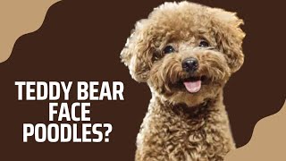 POODLE FACE SHAPES EXPLAINED | Long snout vs short snout poodles | Teddy bear face poodles