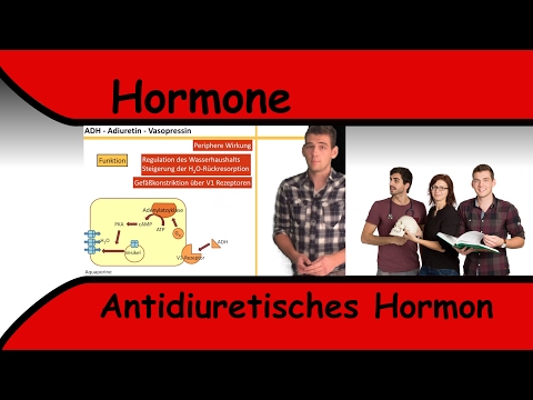 Video: Antidiuretisches Hormon (ADH) Test: Definition Und Aufklärung Der Patienten
