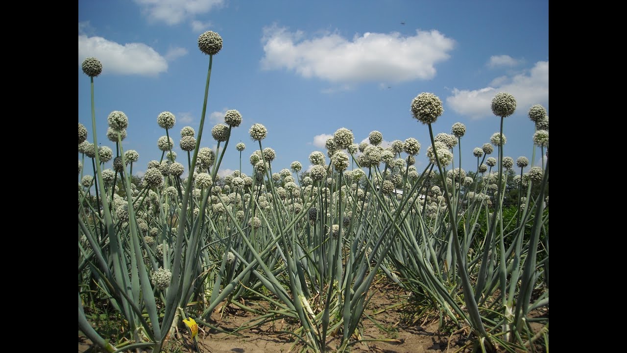 Agrarni biznis: Unosni uzgoj semena crnog luka