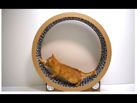 Беговое колесо для кошки своими руками