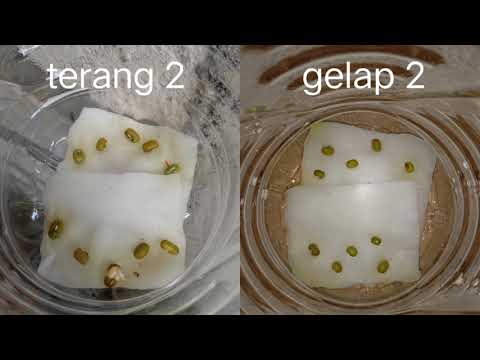 Cara Membuat Biji Kacang Hijau Menjadi Kecambah