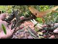 Catching insects like mantises, lizards, click beetles, caterpillars, and many other species...