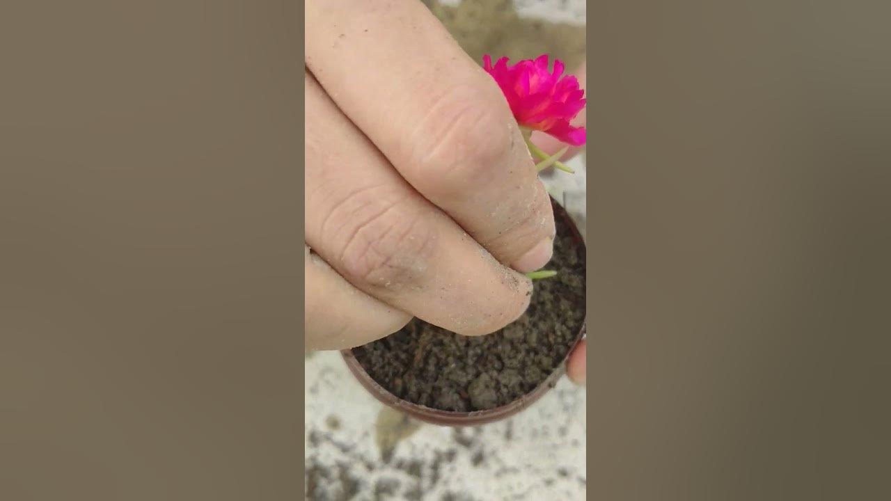 how-to-use-planters-without-drainage-holes-plantcare-plantpots