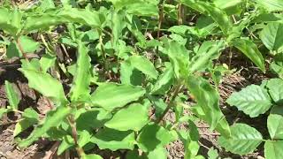 Species Identification 2 #nature #garden #Plant taxonomy #science #finds #identifies #describes