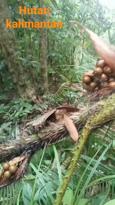 BUAH ROTAN