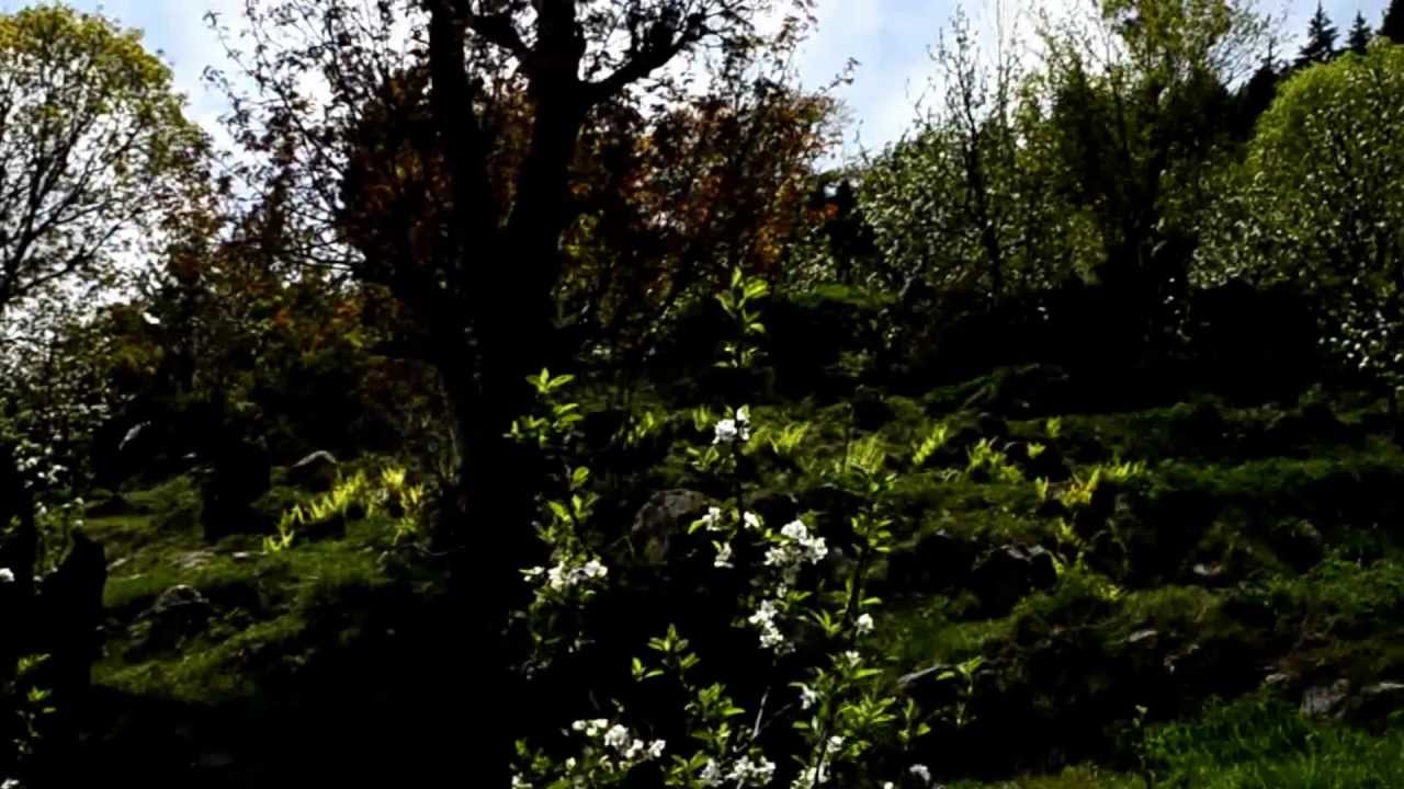 APPLE ORCHARD AT KALPAKINNURE,HIMACHAL PRADESH,INDIA YouTube