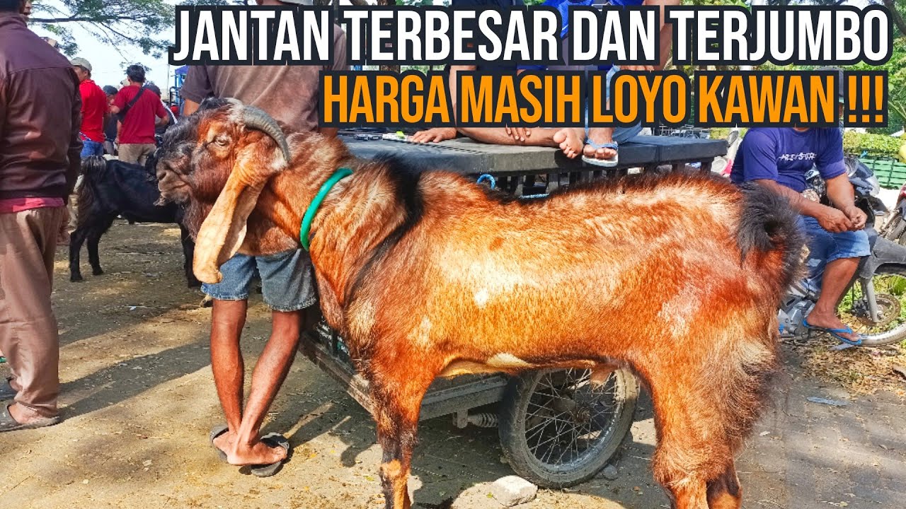 Update Harga Kambing hari ini di Pasar Hewan Wlingi-Blitar. Sabtu, 03 Mei 2025.