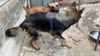 Boerboel vs german shepherd dog