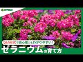☘55:ゼラニウムの育て方|植えつけの注意点、水やりや肥料など日々の管理や、切り戻しや花がら摘みなどもご紹介【PlantiaQ&amp;A】植物の情報、育て方をQ&amp;A形式でご紹介