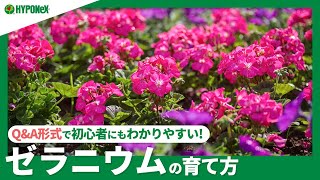 55 ゼラニウムの育て方 植えつけの注意点 水やりや肥料など日々の管理や 切り戻しや花がら摘みなどもご紹介 Plantiaq A 植物の情報 育て方をq A形式でご紹介 Youtube