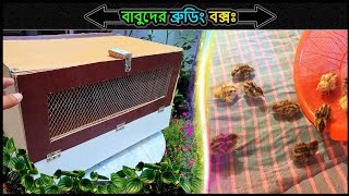 ব্রুডিং বক্স বানানোর পদ্ধতি ⚡making brooder for chick's 🔥Jactok পাখি ভাইয়া