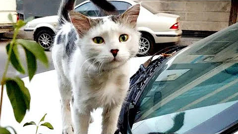 Video 544441: persian kittens cat sound, persian cat kittens funny, persian cat baby kitten, cat dog sound, scared cats, cute kitten