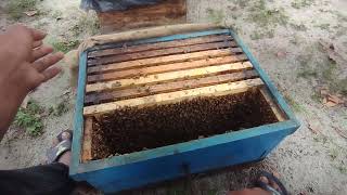 মৌমাছি চাষ নতুন ভিডিও। Bee Farm New Video.Bee Keping