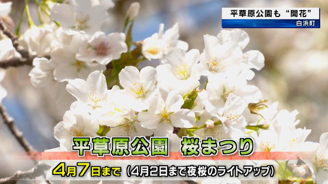 桜の開花　和歌山市紀三井寺　白浜町平草原公園