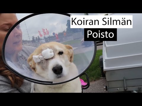 Video: Silmän Kiertoradan Sairaudet Koirilla