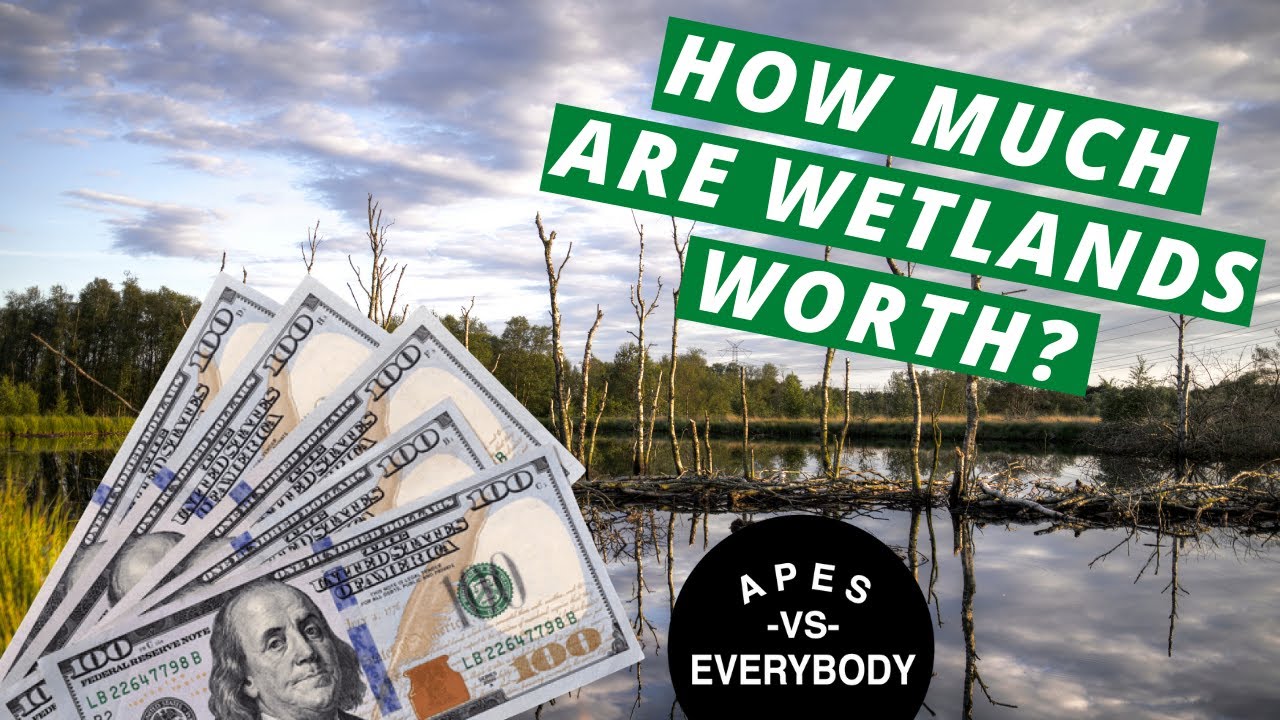 AP Environmental Science 2.2 - Ecosystem Services and Wetlands