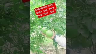 ভিয়েতনামের মাল্টা বাগান করে লক্ষ টাকায় #remoteworking #remoteworklife #remotework #remoteworker