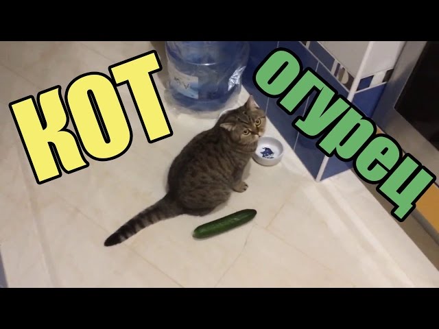 КОТЫ И ОГУРЦЫ!!! Коты боятся огурцов!!! САМАЯ ЛУЧШАЯ ПОДБОРКА - YouTube