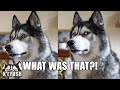 Husky Has The Funniest Argument With Best Friend!