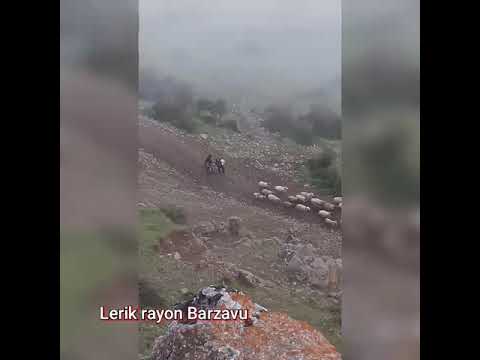 Ramiq Arda Lerik rayon Barzavu kəndi qoyunçuluq təsərufatı